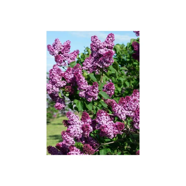 Bahar Çiçeği Leylak Fidanı (Syringa Chinensis) 40-50 cm ürün görseli 1