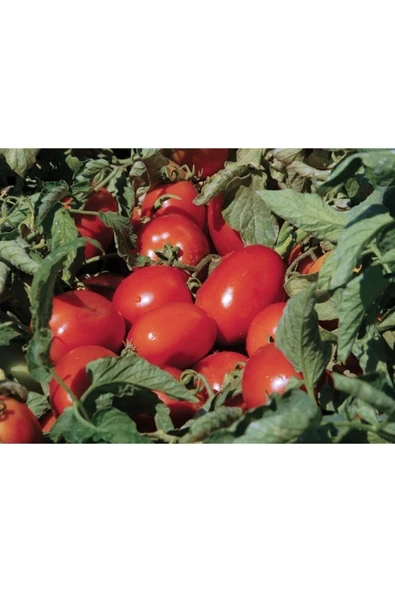 Domates Takviye Sıvı Gübre 20 Kg ürün görseli 1
