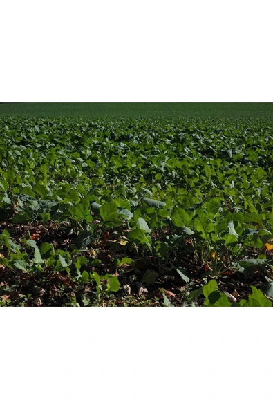 Sıvı Fosfor Gübresi 20 Kg ürün görseli 1