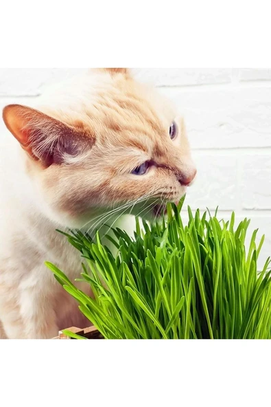 Hs Tarım Kedi Çimi Tohumu Paket Cat Grass ürün görseli 1