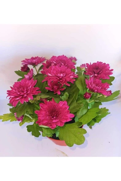 Tatlı Pembe Kasımpatı Krizantem Chrysanthemum 10-20 cm - Resim 2