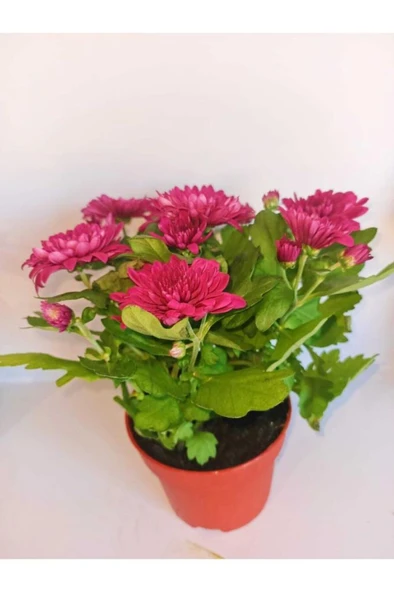 Tatlı Pembe Kasımpatı Krizantem Chrysanthemum 10-20 cm ürün görseli 1