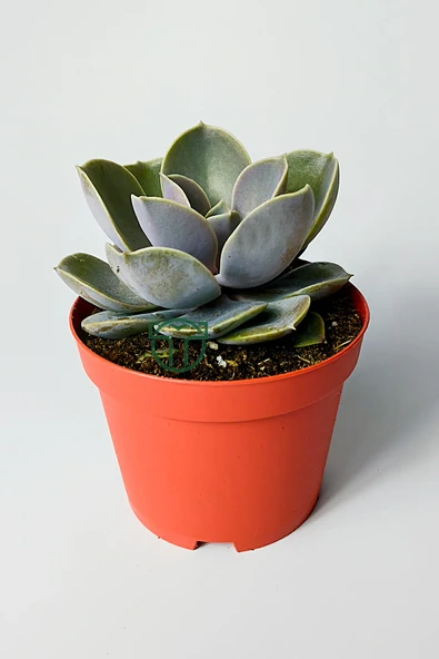 Echeveria Pollux rozet sukulent özel tür 8.5 kırmızı saksıda ürün görseli 1