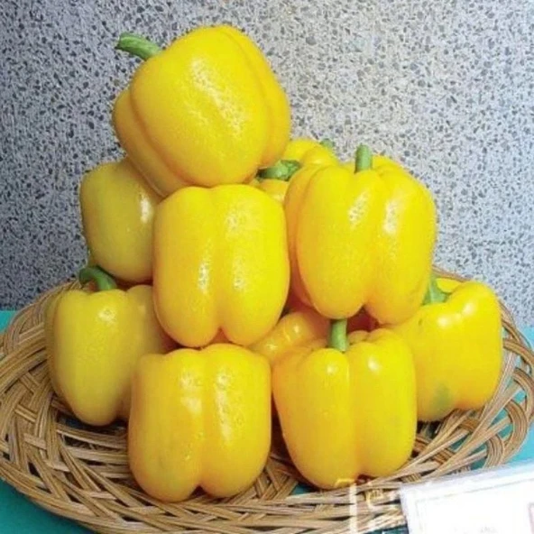 Aroması Yüksek Kaliforniya Tatlı Sarı Dolmalık Biber Fidesi (4 Adet) ürün görseli 1