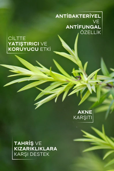 TTO Çay Ağacı Yağ 10 ML - Resim 2