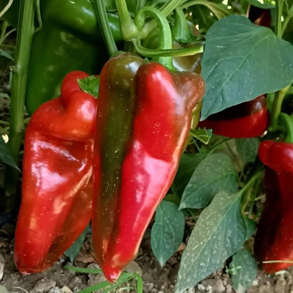 5 Adet Slonovo Uvo Fil Kulağı Kapya Biber Fidesi ürün görseli 1