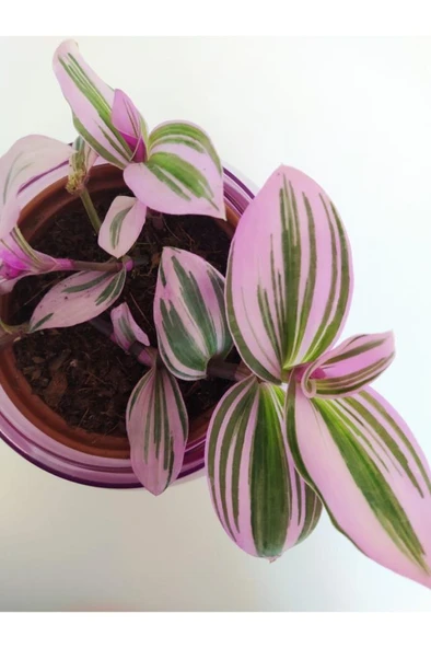 Pembe Telgraf Çiçeği Nanouk Telgraf Çiçeği Tradescantia Nanouk ürün görseli 1