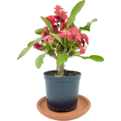 Kırmızı Euphorbia Milii (Dikenler Tacı) 10-20 cm ürün görseli 1