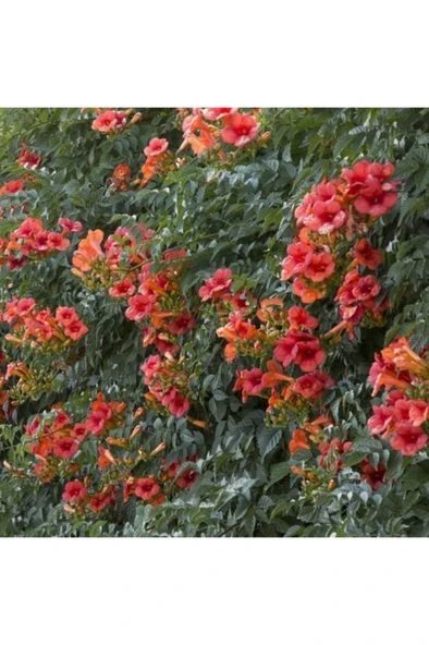 Turuncu Acem Borusu Sarmaşığı Fidanı 40-60 cm ürün görseli 1