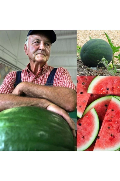 ZENGARDEN EV VE BAHÇE Yerli Kuşadası karpuzu tohumu atalık tohum ürün görseli 1