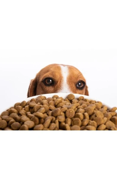 canlipetshop Taze Paketlenmiş sokak hayvanları için köpek maması 1 kg kuzu etli ürün görseli 1