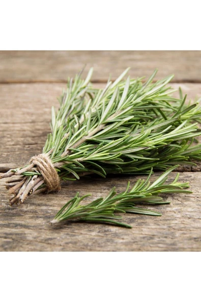Avivazo Taze Günlük Biberiye (ROSEMARY) 40gr ürün görseli 1