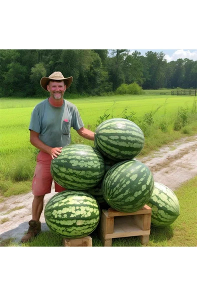 ZENGARDEN EV VE BAHÇE Dev karpuz tohumu geleneksel watermelon florida giant ürün görseli 1