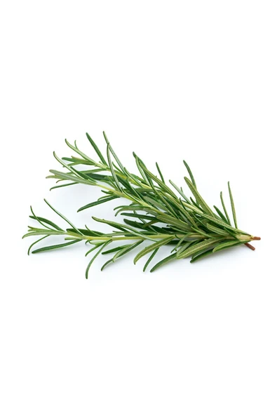 Yeli Tarım Taze Biberiye Rosemarine 25 G ürün görseli 1