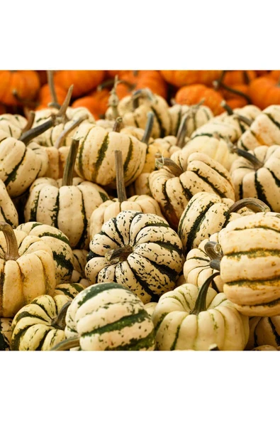 ZENGARDEN EV VE BAHÇE Şeker dumpling kabak tohumu geleneksel sweet dumpling squash ürün görseli 1