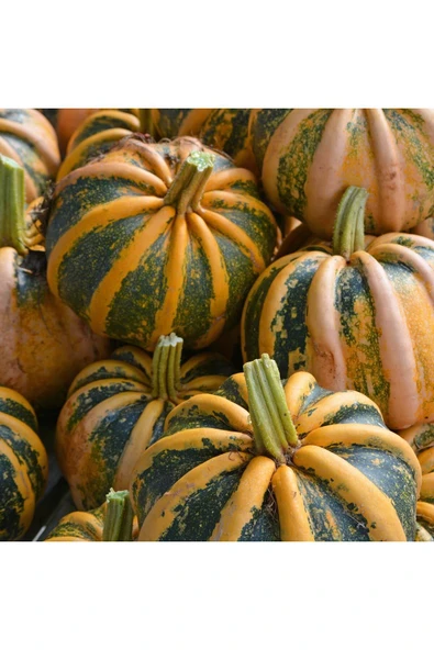 ZENGARDEN EV VE BAHÇE Kamo Kamo yazlık kışlık kabak tohumu squash ürün görseli 1