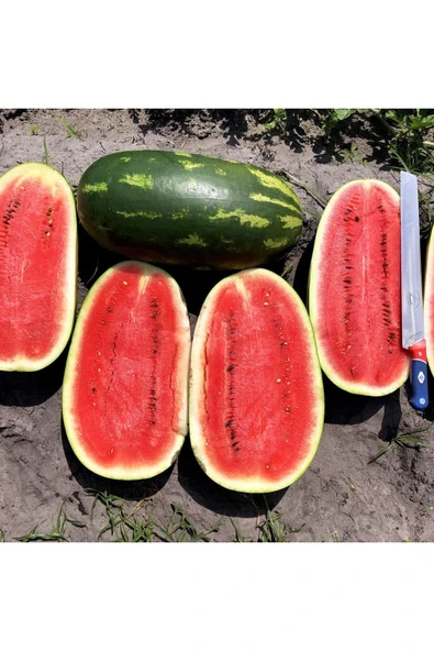 ZENGARDEN EV VE BAHÇE All sweet karpuz tohumu geleneksel all sweet heirloom watermelon seeds ürün görseli 1