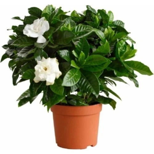 Gardenya Çiçeği Bol Kokulu 10-20 cm ürün görseli 1