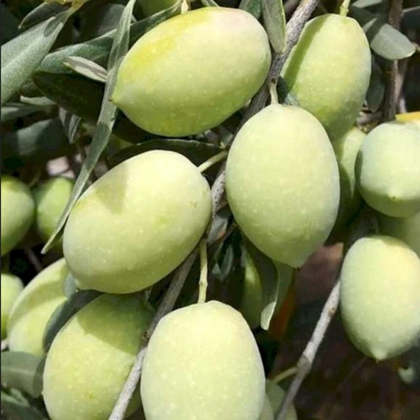 Seneye Meyve Verecek Durumda Kendine Verimli İri Meyveli Kırmalık Doldurmalık Domat Zeytin Fidanı ürün görseli 1