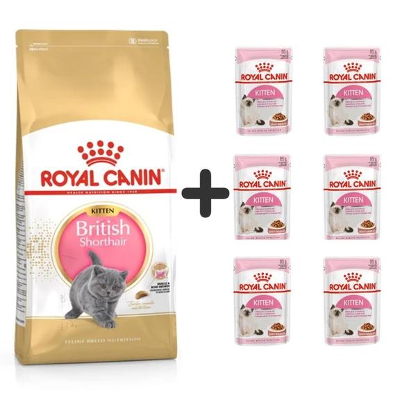 Royal Canin Kitten British Shorthair Yavru Kedi Maması 2 kg + 6 Adet Yaş Mama ürün görseli 1