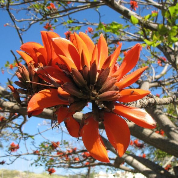 Erythrina Caffra Mercan Ağacı Tohumu (3 tohum) ürün görseli 1