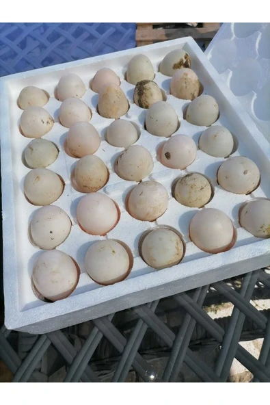 Şengül 30 Adet Kuluçkalık Organik Ördek Yumurtası (ÖZEL KÖPÜK VİYOL ILE GÖNDERİM) ürün görseli 1
