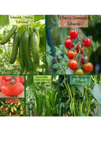 6 Paket Tohum No1 Cherry Çeri Domates Tohumu Salatalık Tohumu Biber Tohumları Sebze Tohumları ürün görseli 1