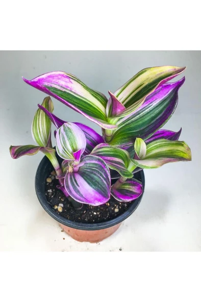 Pembe Telgraf Çiçeği Fidanı (8.5 Cm Saksıda) Tradescantia Nanouk 10-20 cm ürün görseli 1