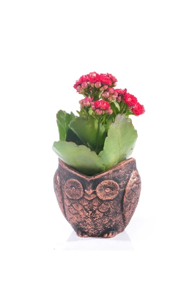 Baykuş Saksıda Kırmızı Kalanchoe ürün görseli 1