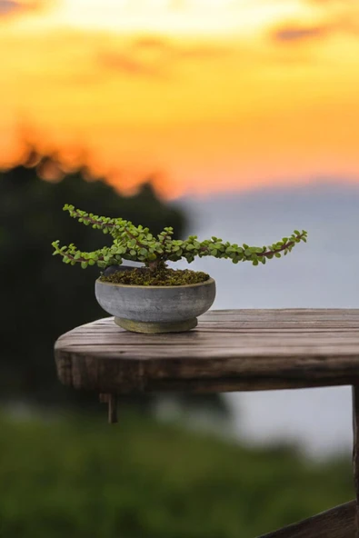 Bonsai Yeşim Ağacı Dekoratif Taş Saksıda ürün görseli 1
