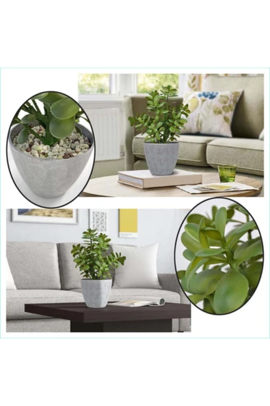 Para Ağacı Bereket, Iyi Şans Ve Para Çiçeği Crassula Ovata Doğal Dekoratif Saksıda ürün görseli 1