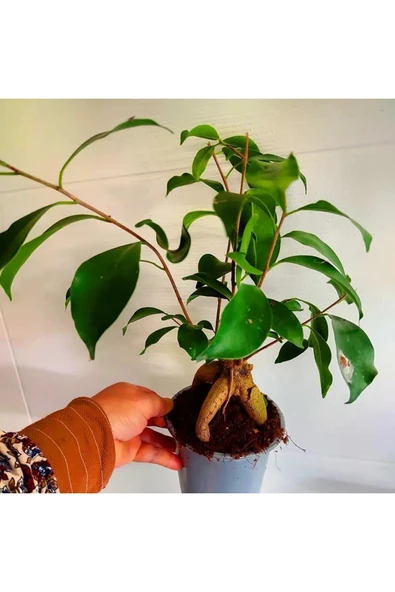Bonsai agaci - ficus bonsai -(çicegi) özel bitki kalin gövde - Resim 3