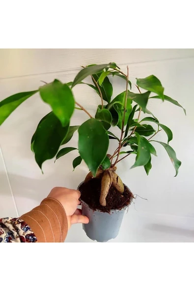 Bonsai agaci - ficus bonsai -(çicegi) özel bitki kalin gövde ürün görseli 1