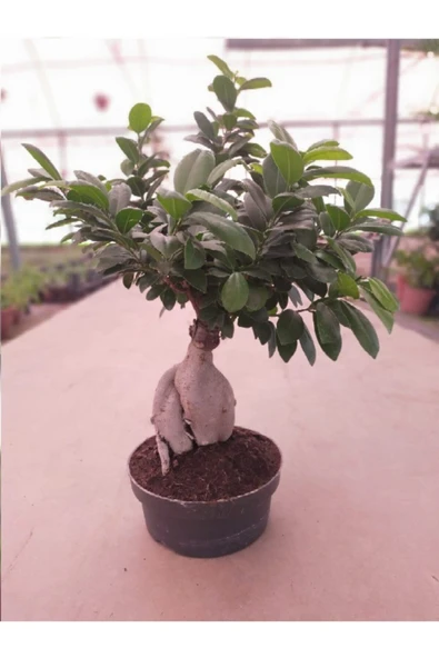 Ficus Bonsai ürün görseli 1