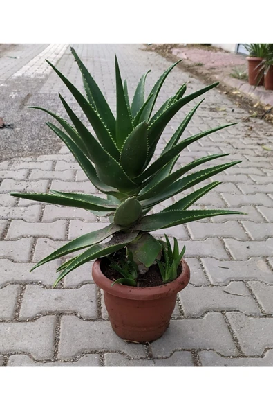 Dev Sarısabır ürün görseli 1