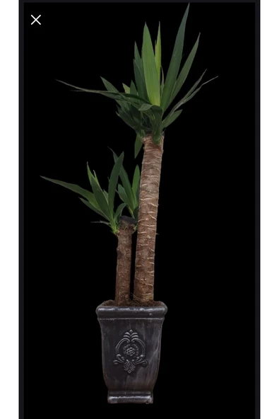 Yucca Dekoratif Beton Saksıda Çift Köklü 70-80 cm ürün görseli 1