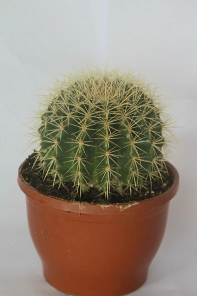 Kaktüs & Sukulent Echinocactusgrusonii Altın Varil Kaktüsü ürün görseli 1