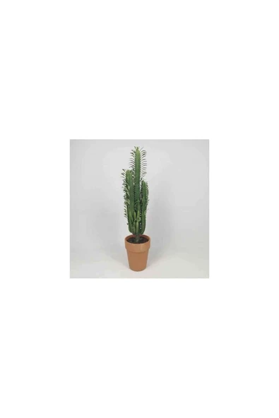 Euphorbia Trigona Kaktüs - Özel Ürün ürün görseli 1