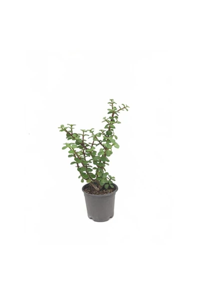 Bonsai Için Uygun Yeşim (afra) Ağacı ürün görseli 1