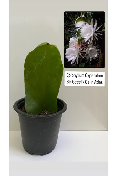 Epiphyllum Oxpetalum Bir Gecelik Gelin Beyaz Atlas 8cm saksılı ürün görseli 1