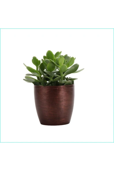 Para Ağacı Bereket, Iyi Şans Ve Para Çiçeği Crassula Ovata Dekoratif Saksıda ürün görseli 1