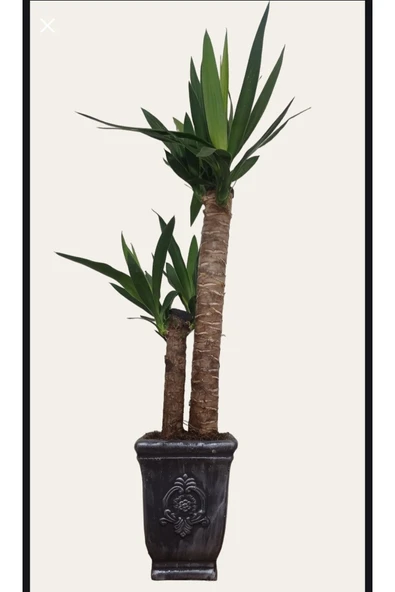 Yucca Dekoratif Beton Saksıda Çift Köklü 70-80 cm ürün görseli 1