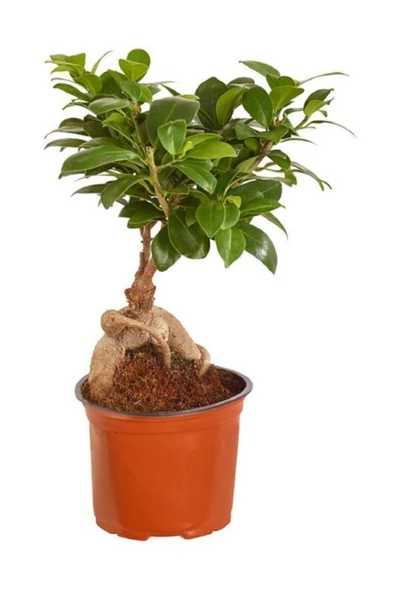 Bonsai Minik Ağaç Bonzai Gövde Carmona 25 Cm Masa Üstü Bitki Ev Bitkisi Salon ürün görseli 1