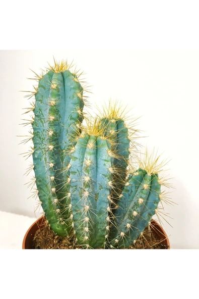 Pilosocereus Azureus Kaktüs 10 cm ürün görseli 1