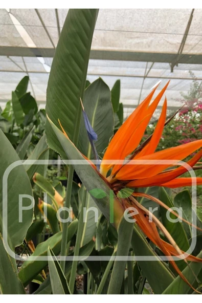 Starliçe - Strelitzia Reginae- 50-60 Cm - Cennet Kuşu Bitkisi ürün görseli 1