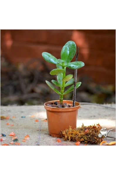 Crassula Ovata Para Çiçeği Şans Çiçeği ürün görseli 1