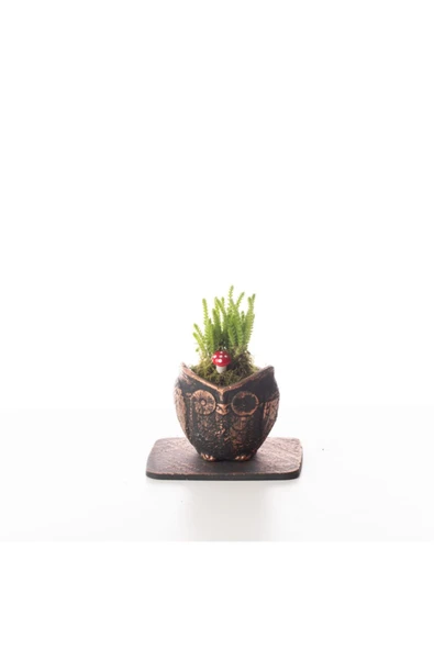 Mini Baykuş Tasarım- Prenses Çamı ürün görseli 1