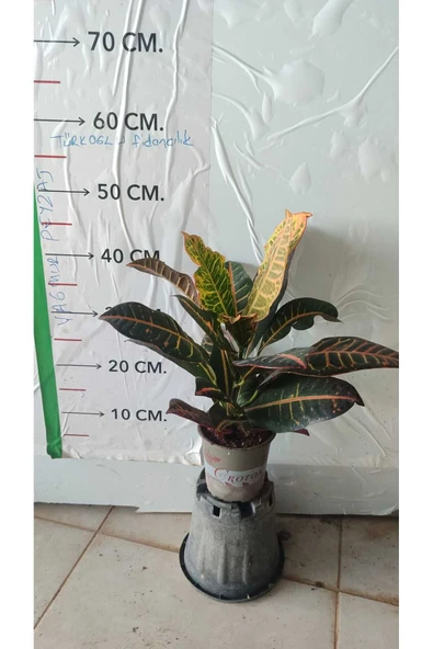 Kroton Bitkisi (Kraton - Croton Petra) ürün görseli 1