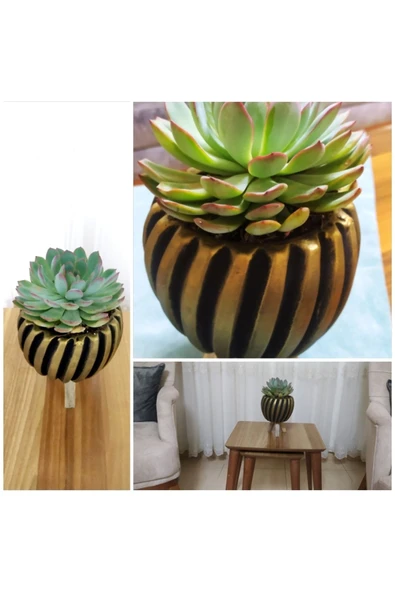 Echeveria Dev Sukulent (Şık Saksıda) ürün görseli 1