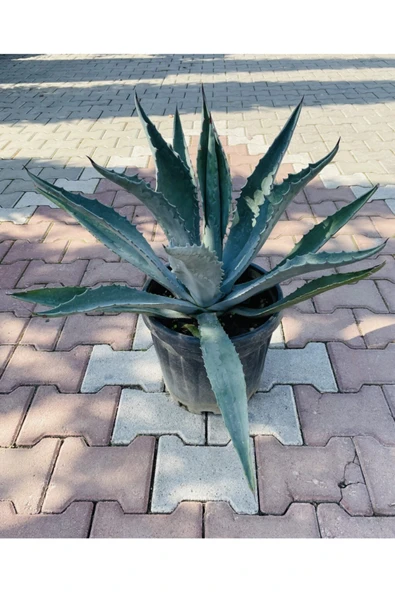 Agave Americana-(sabırlık Yüzyıl Bitkisi) ürün görseli 1